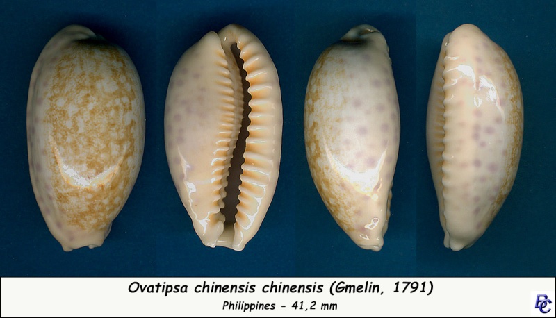 Ovatipsa chinensis (Gmelin, 1791)  Chinen14