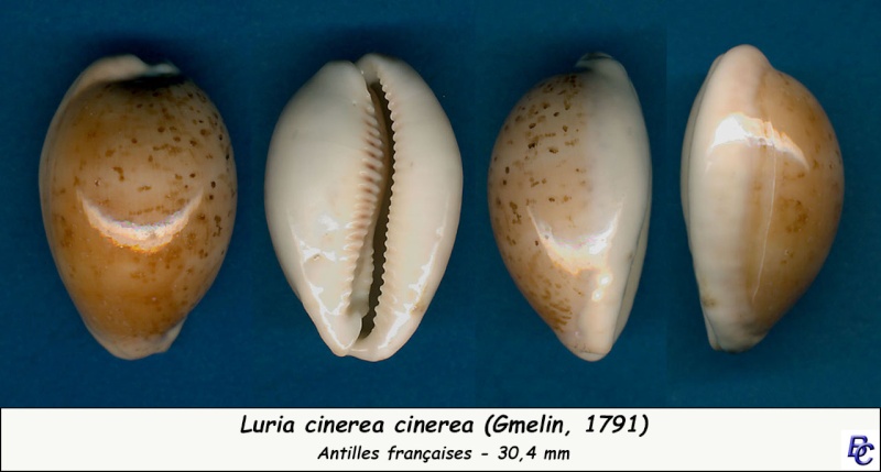 Luria cinerea (Gmelin, 1791) Cinere13