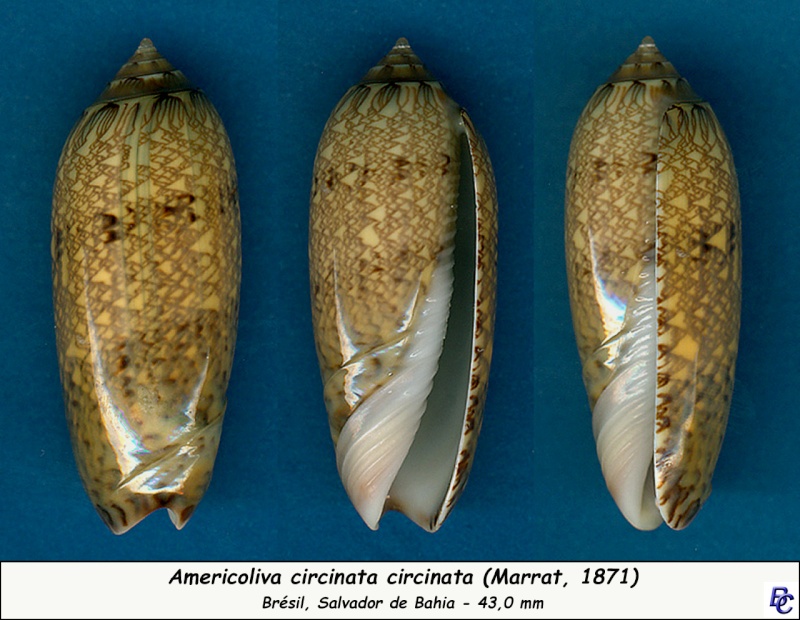 Americoliva circinata circinata (Marrat, 1871) - Worms = Oliva circinata circinata Marrat, 1871 Circin10