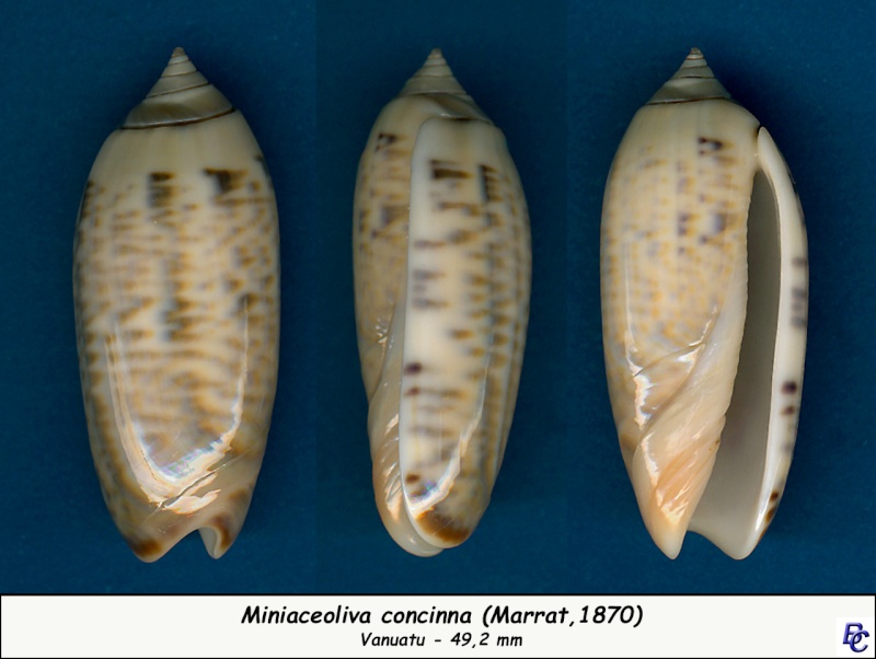 Miniaceoliva concinna f. oldi ((Zeigler, 1969)  Concin14