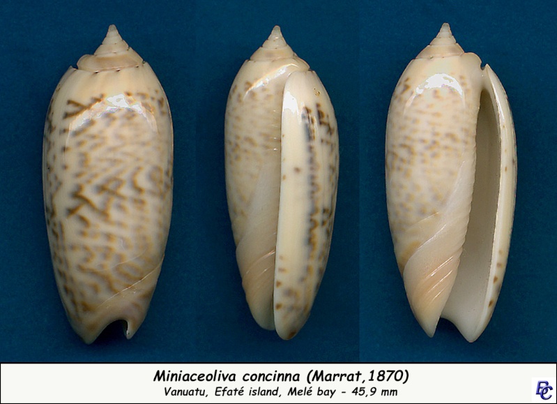 Miniaceoliva concinna f. oldi ((Zeigler, 1969)  Concin15