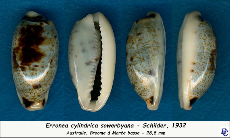 Erronea cylindrica sowerbyana F. A. Schilder, 1932 Cylind15