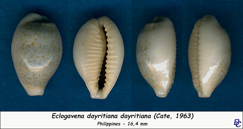 Eclogavena dayritiana (C. N. Cate, 1963) Dayrit11