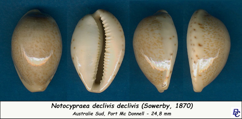 Notocypraea declivis (G. B. Sowerby II, 1870) Decliv10