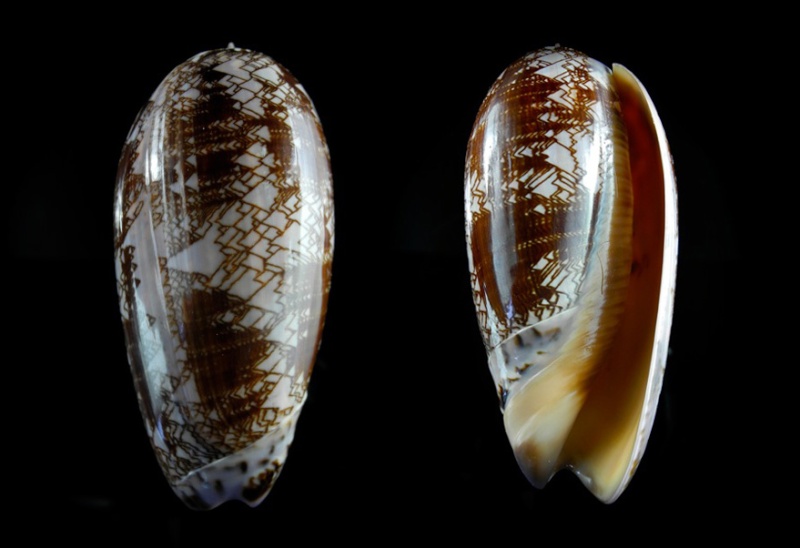 Olividae - Olivinae : Porphyria porphyria (Linnaeus, 1758) - Worms = Oliva porphyria (Linnaeus, 1758) - Page 2 Dscn0210