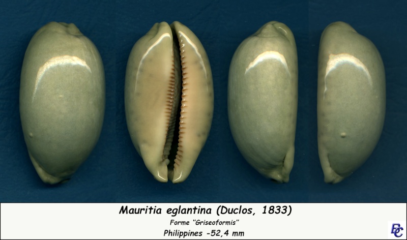 Mauritia eglantina griseoformis / griseoviridis - (Duclos, 1833) Eglant12