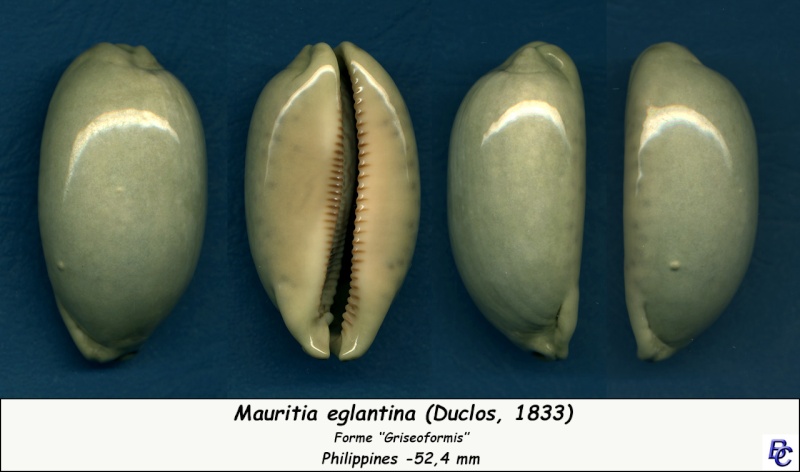 Mauritia eglantina (Duclos, 1833) - griseoformis / griseoviridis Eglant12