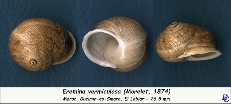 Eremina vermiculosa (Morelet, 1874) Eremin15