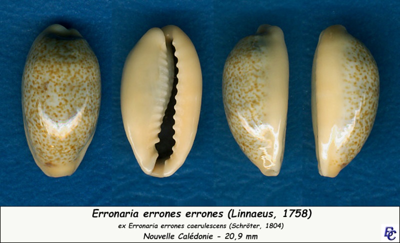 Erronea errones (Linnaeus, 1758) - Page 3 Errone16