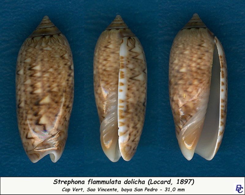 Americoliva flammulata dolicha (Locard, 1897)  - Worms = Oliva flammulata Lamarck, 1811 Flammu11