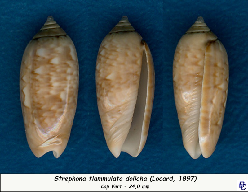 Americoliva flammulata dolicha (Locard, 1897)  - Worms = Oliva flammulata Lamarck, 1811 Flammu12