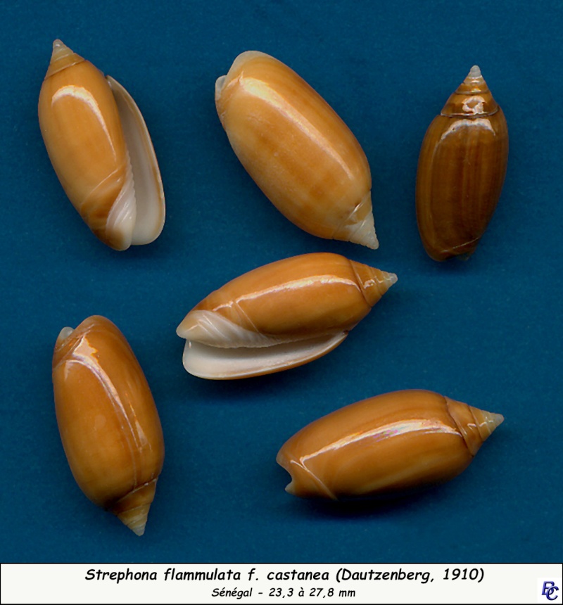 Americoliva flammulata castanea (Dautzenberg, 1910)  - Worms = Oliva flammulata Lamarck, 1811 Flammu14
