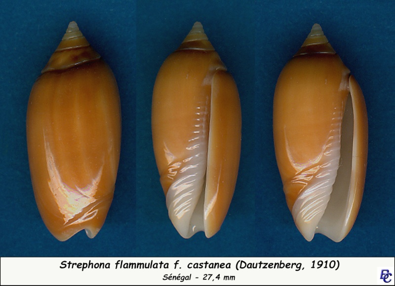 Americoliva flammulata castanea (Dautzenberg, 1910)  - Worms = Oliva flammulata Lamarck, 1811 Flammu15