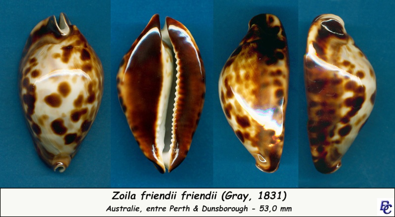 Zoila friendii friendii - (Gray, 1831) - Page 2 Friend10