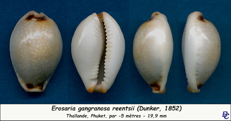 Erosaria gangranosa reentsii (Dunker, 1852) voir gangranosa gangranosa Gangra10
