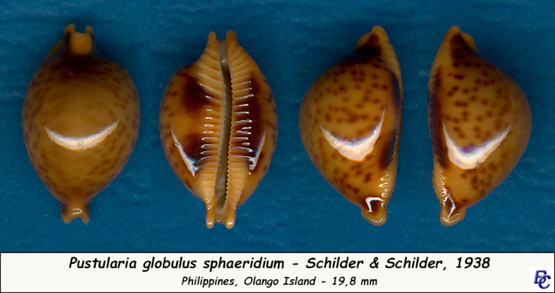 Pustularia globulus sphaeridium F. A. Schilder & M. Schilder, 1938 Globul10