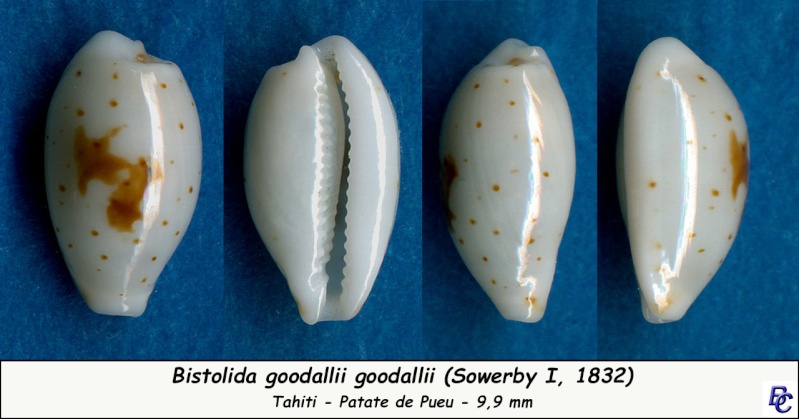 Bistolida goodallii (Sowerby I, 1832) Gooall10