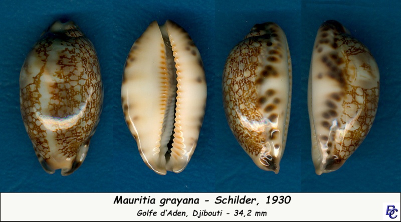 Mauritia grayana grayana - Schilder, 1930 Grayan11