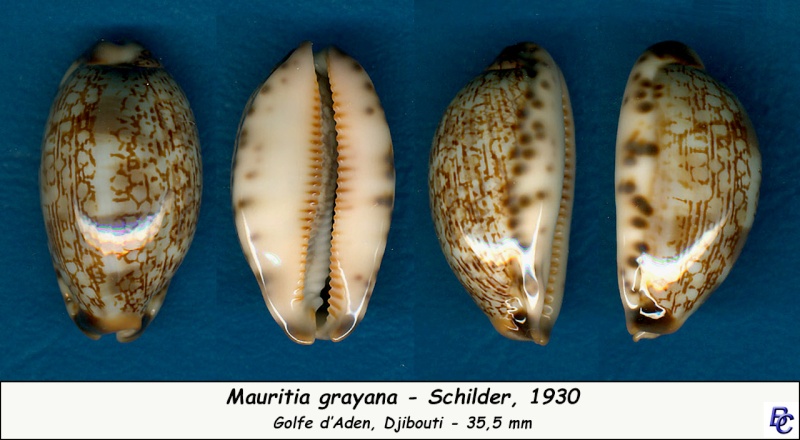 Mauritia grayana grayana - Schilder, 1930 Grayan12