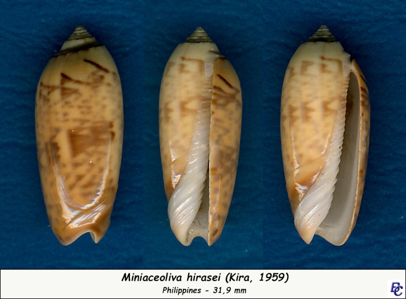 Miniaceoliva hirasei hirasei Kuroda & Habe, 1952 - Worms = Oliva hirasei hirasei Kuroda & Habe, 1952 Hirase10