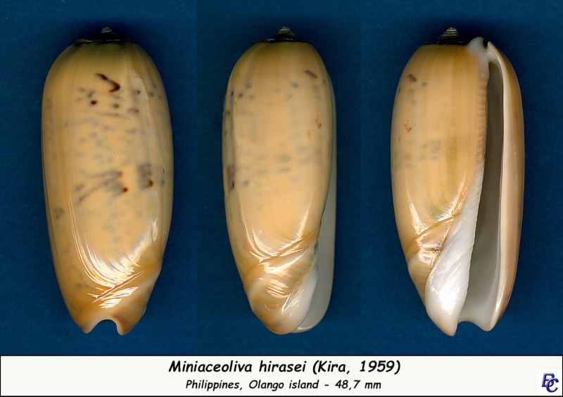 Miniaceoliva hirasei hirasei Kuroda & Habe, 1952 - Worms = Oliva hirasei hirasei Kuroda & Habe, 1952 Hirase11