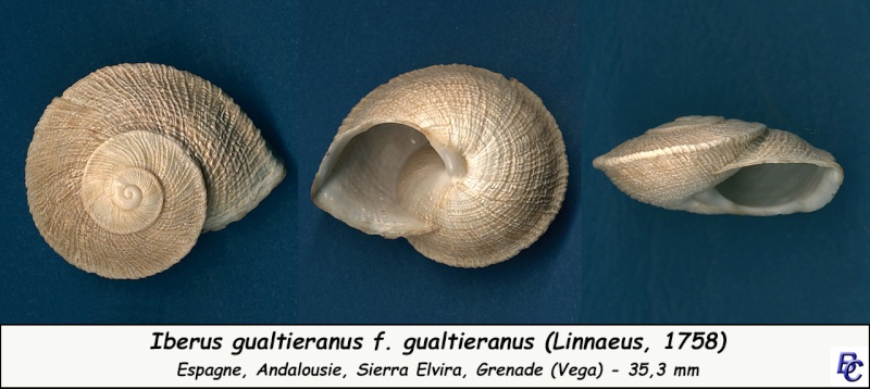 Iberus gualtieranus f. gualtieranus (Linnaeus, 1758) Iberus13