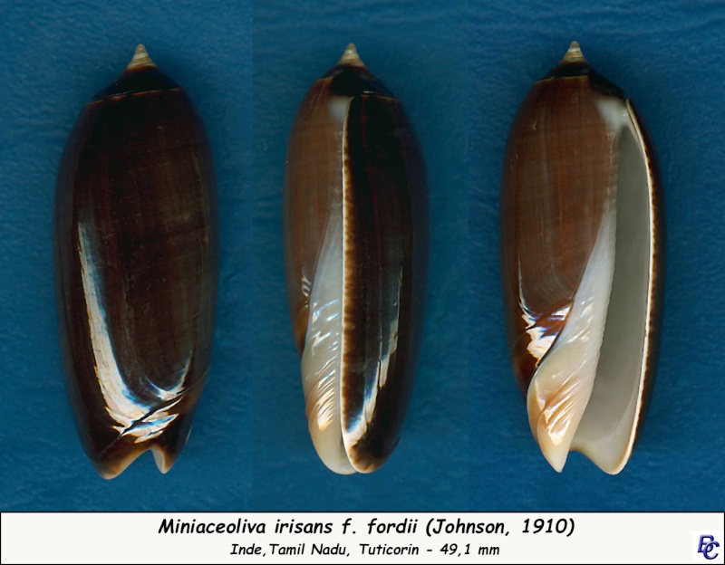 Miniaceoliva irisans f. fordii (Johnson, 1910) Irisan13