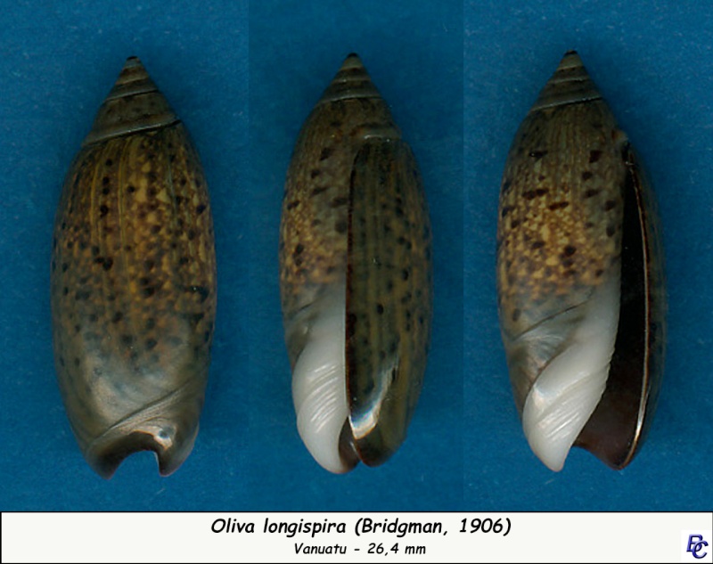 Oliva longispira (Bridgman, 1906) Longis10