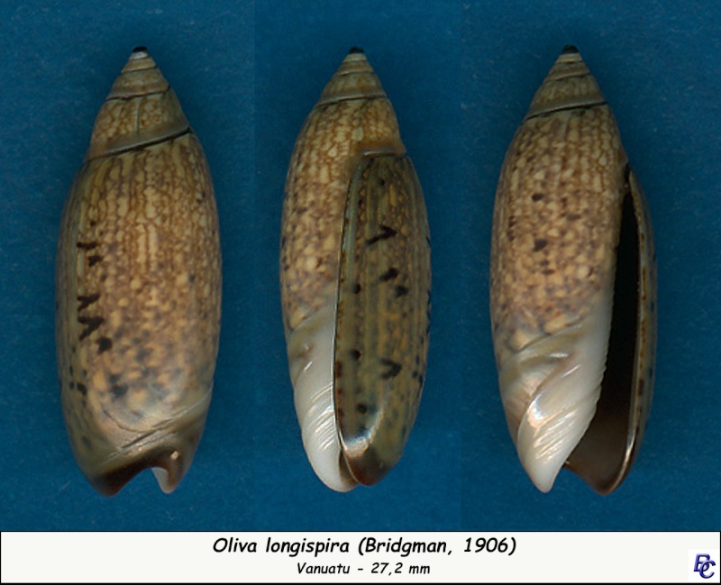 Oliva longispira (Bridgman, 1906) Longis11