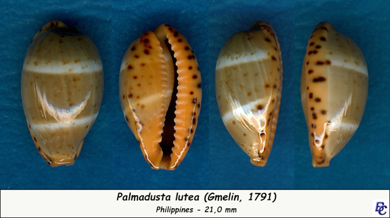 Palmadusta lutea - (Gmelin, 1791) Lutea_10