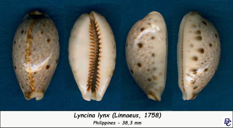 Lyncina lynx (Linnaeus, 1758) - Page 2 Lynx_310
