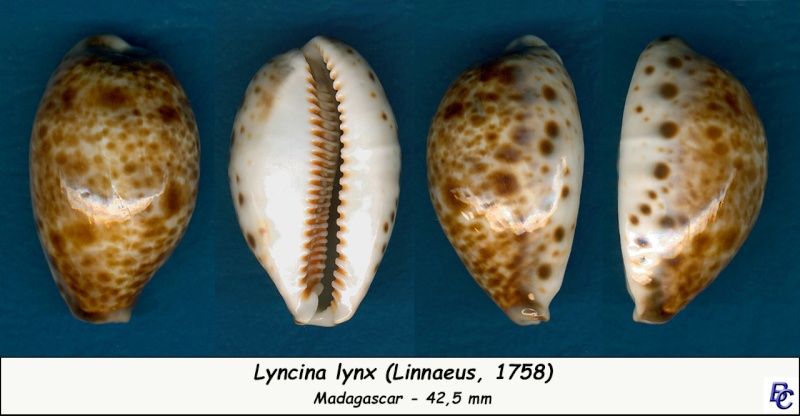 Lyncina lynx (Linnaeus, 1758) - Page 2 Lynx_410