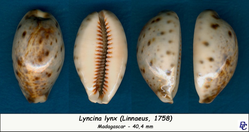 Lyncina lynx (Linnaeus, 1758) - Page 2 Lynx_411