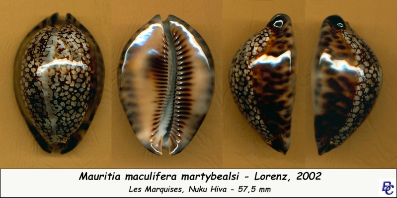 Mauritia maculifera martybealsi - Lorenz, 2002 Maculi10