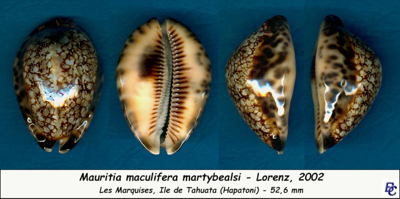 Mauritia maculifera martybealsi - Lorenz, 2002 - Page 3 Maculi11
