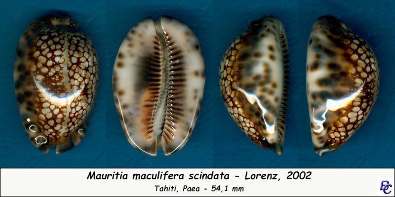 Mauritia maculifera scindata - Lorenz, 2002 Maculi12