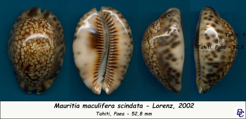 Mauritia maculifera scindata - Lorenz, 2002 Maculi13
