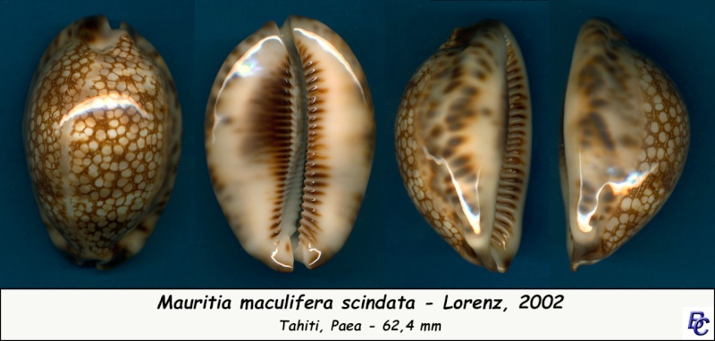 Mauritia maculifera scindata Lorenz, 2002 Maculi14