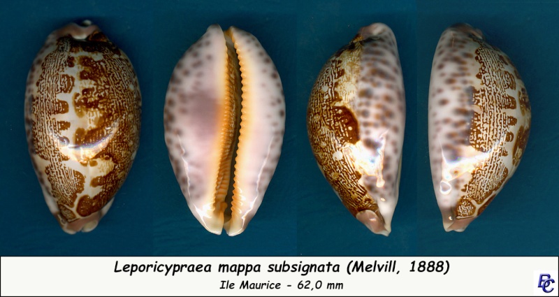 Leporicypraea mappa subsignata -  (Melvill, 1888) Mappa_10