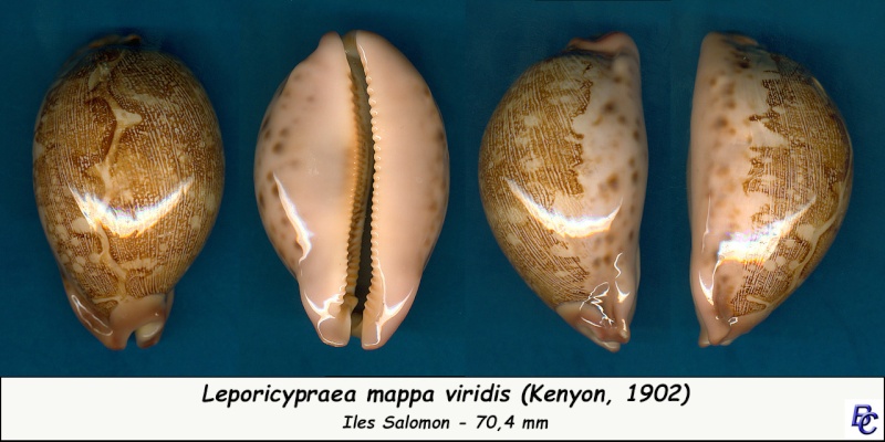 Leporicypraea mappa viridis - (Kenyon, 1902) - Page 2 Mappa_21