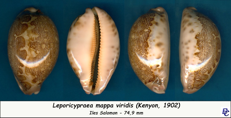 Leporicypraea mappa viridis (Kenyon, 1902) - Page 2 Mappa_22