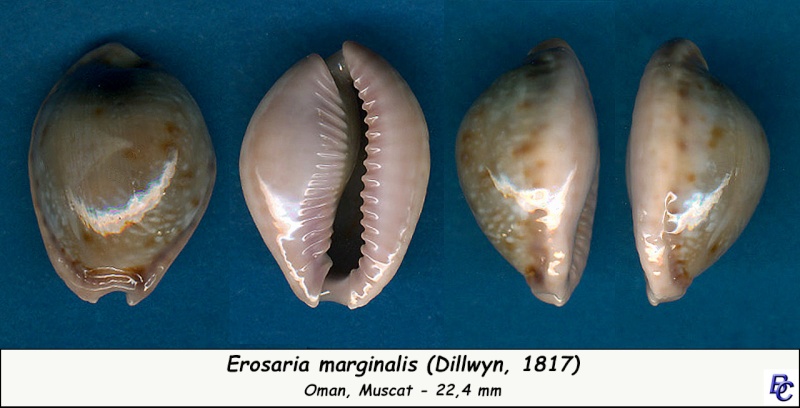 Naria marginalis (Dillwyn, 1827) Margin10