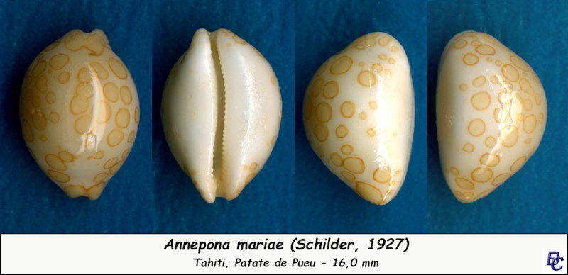 Annepona mariae (Schilder, 1927) - Page 3 Mariae10