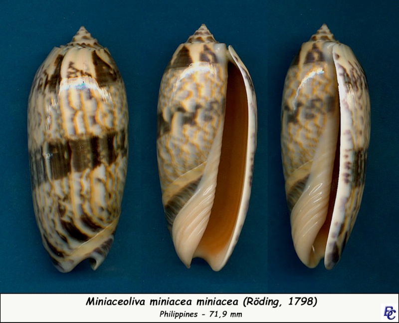 Miniaceoliva miniacea miniacea (Röding, 1798) Miniac11