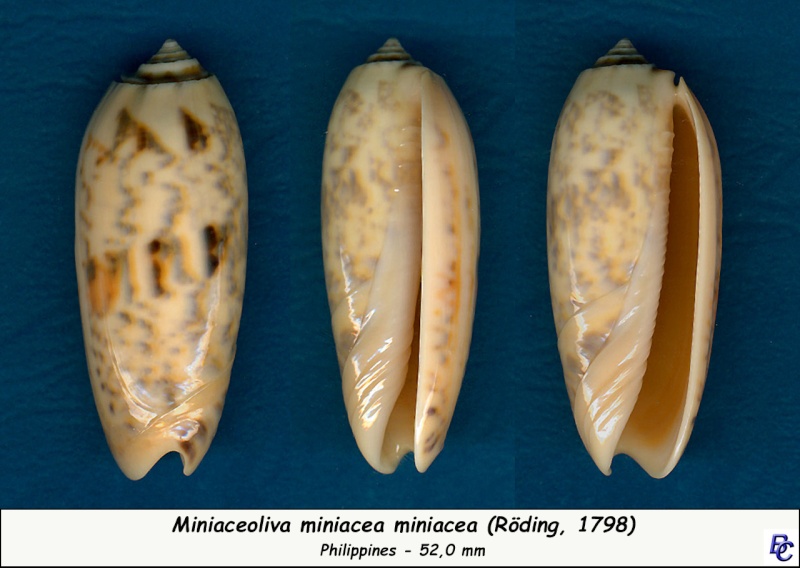 Miniaceoliva miniacea miniacea (Röding, 1798) - Page 4 Miniac12