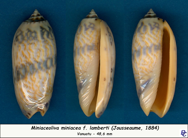 Miniaceoliva miniacea f. lamberti (Jousseaume, 1884) voir Miniaceoliva lamberti (Jousseaume, 1884) - Page 3 Miniac13