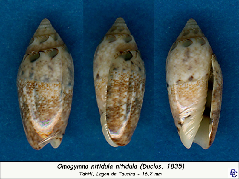 Omogymna nitidula nitidula (Duclos, 1835) - Worms = Oliva ozodona nitidula Duclos, 1835 Nitidu10