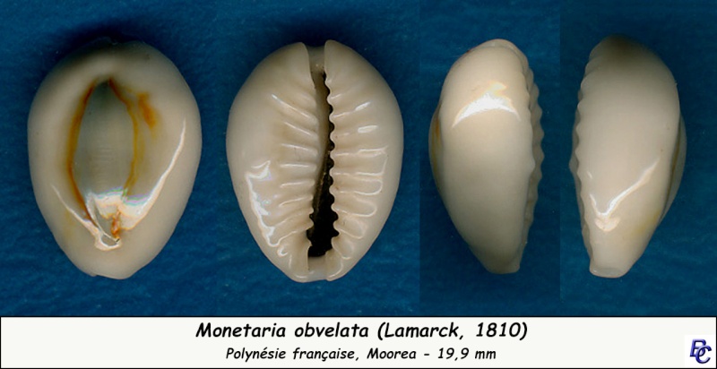 Monetaria obvelata - (Lamarck, 1810) Obvela10