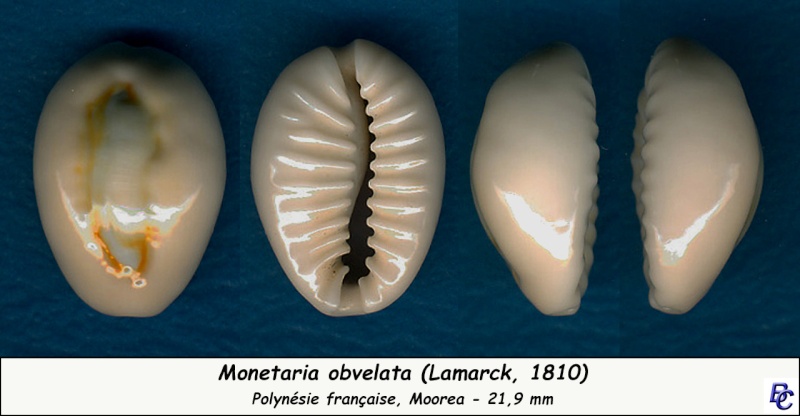 Monetaria obvelata - (Lamarck, 1810) Obvela11