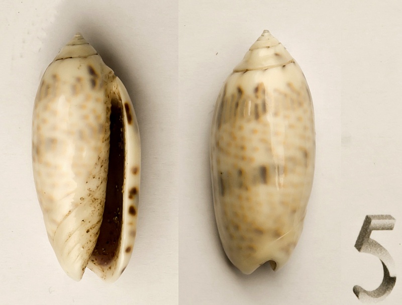 Miniaceoliva caerulea caerulea (Röding, 1798) Oliva-14